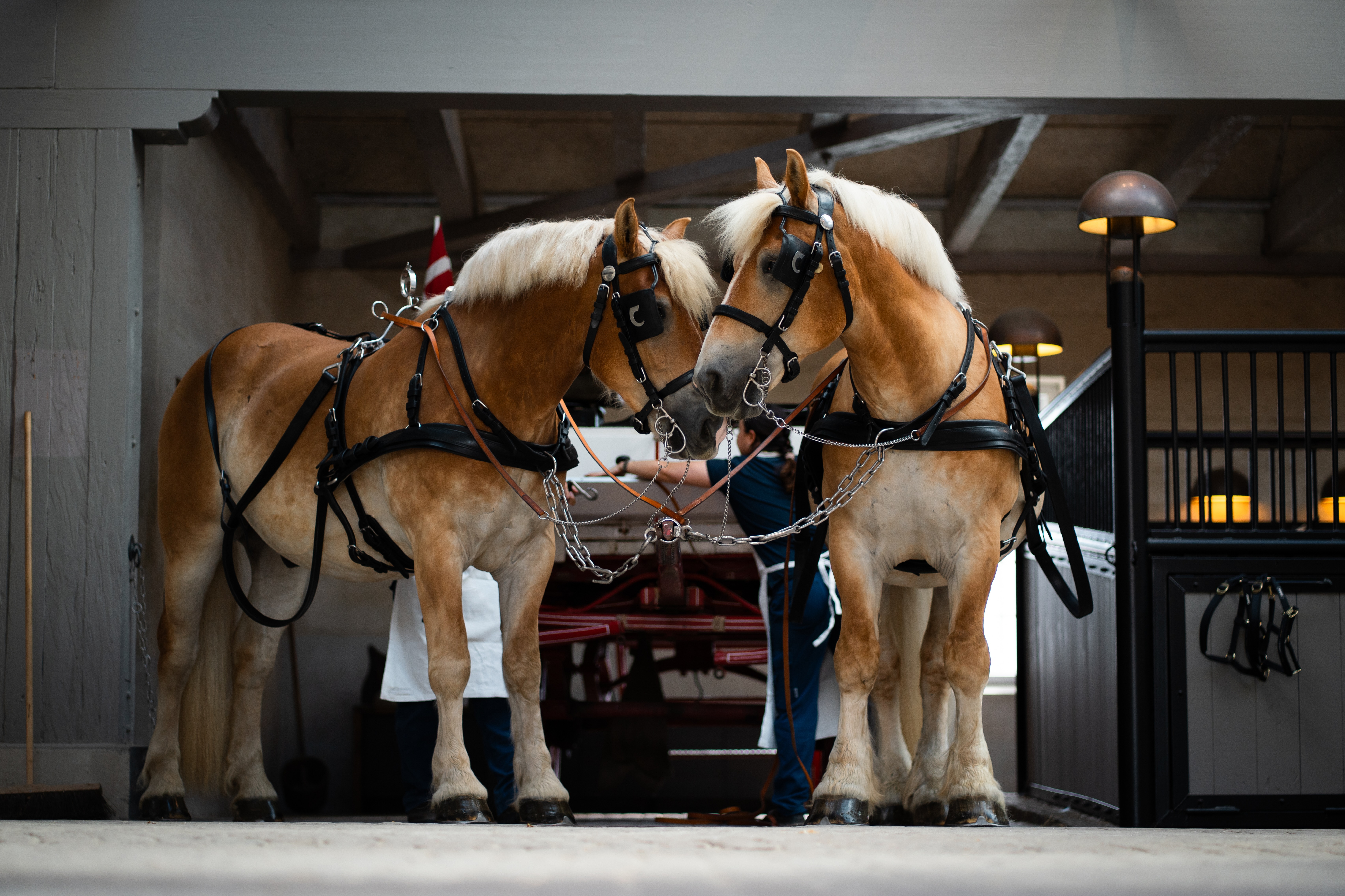 The Carlsberg Draught Horses
